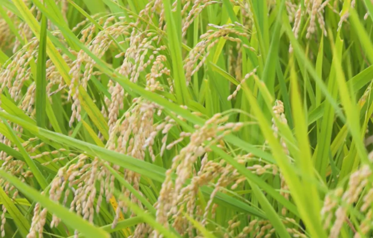 名前に込めた願い